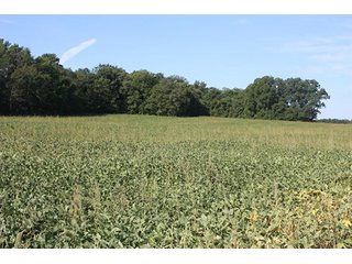 Property photo 63 - ILLINOIS LAND AUCTION - 705+/- ACRES OFFERED IN 16 TRACTS IN EDWARDS COUNTY, ILLINOIS